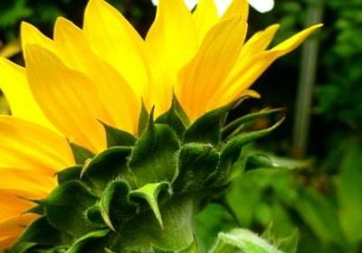 亲情责任句子(精选59句)