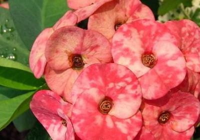 云的样子写句子(必备15句)