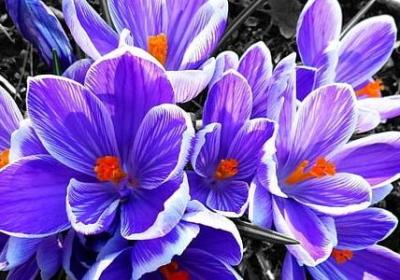 云雀造句子(共15句)