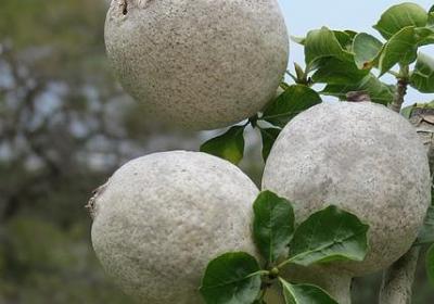 享受美食的优美句子(共40句)