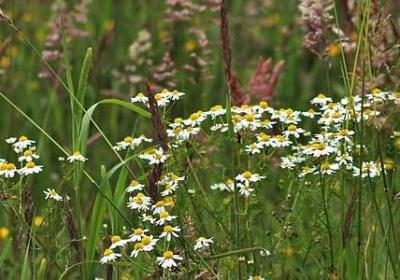 亲人无情的句子(共40句)