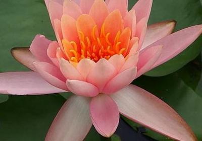 五一全家吃火锅句子(精选40句)