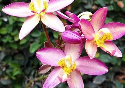 五句子乐园(实用30句)