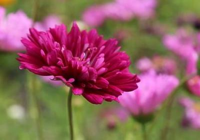 亲人死了感悟的句子(推荐40句)