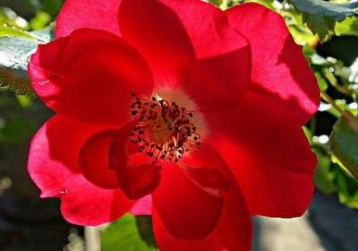 亲爱的我爱你句子(通用48句)