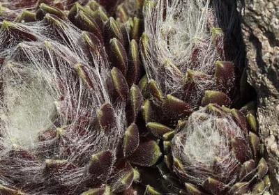 亲情彼此牵挂的句子(实用70句)