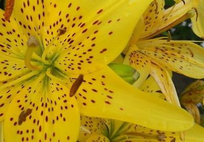 人到中年的风采句子(汇总60句)