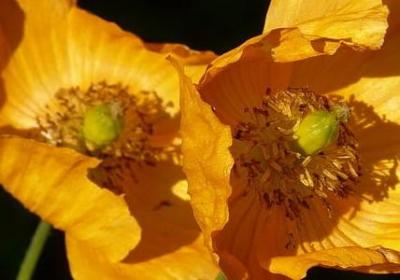 人在草木中唯美句子(必备20句)