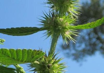 人物说话时的句子(共40句)