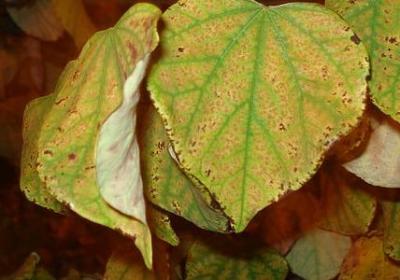 人物评论经典句子英文(推荐57句)