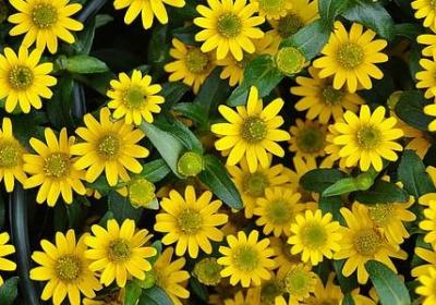 人生格言还有哪些句子(优选50句)