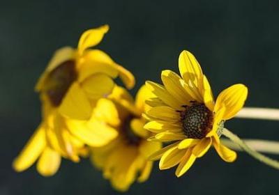 人生的过客的句子(共20句)