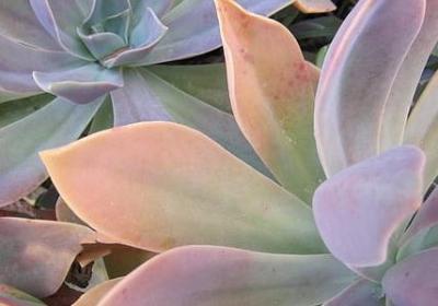 什么变成什么的句子(推荐40句)