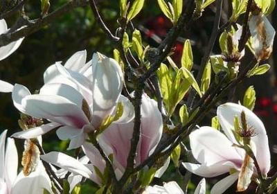 人生的仿写句子(汇总40句)