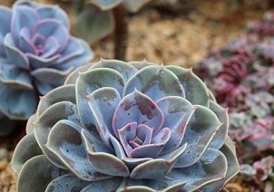 人生简单生活句子(40句)