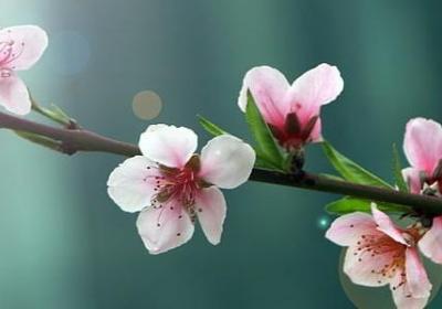 人蚊大战句子(实用15句)