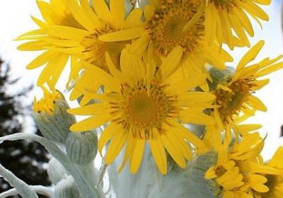 什么 看见什么写句子(60句)