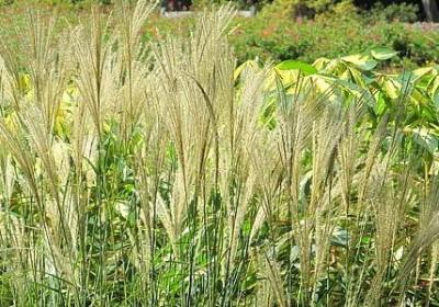 什么会什么造句子(热门50句)