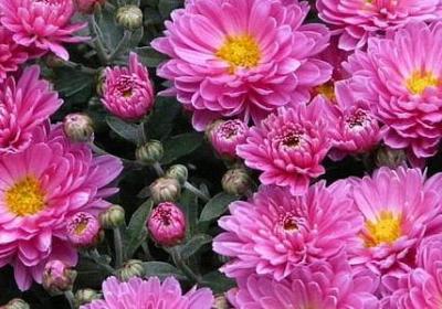 什么句子形容学校环境(推荐30句)