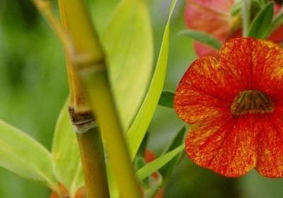 人物白描句子(合集40句)