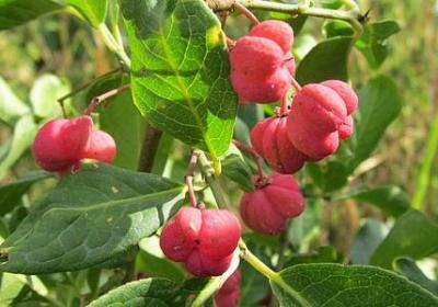 人物细节描写的优美句子(精选40句)