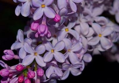 人穷志不穷的唯美句子(实用50句)