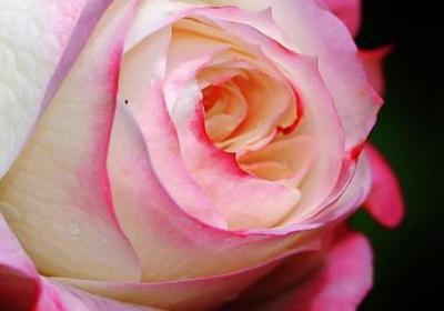 什么也什么写句子(热门15句)