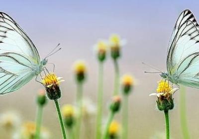 人捧人句子(通用40句)