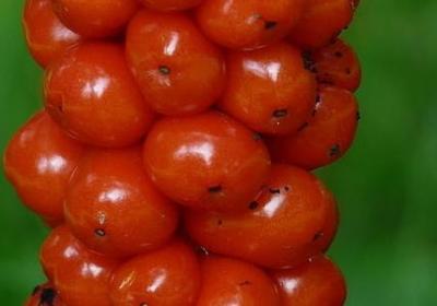 人物评论经典句子英语(合集40句)