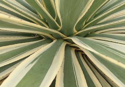 什么句子能体现决心(共70句)