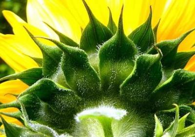 人不负青山句子(必备30句)