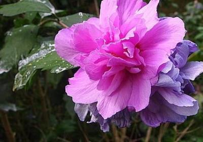 人尽皆知结婚文案句子(推荐50句)