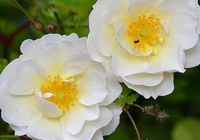 人和动物的外貌句子(32句)