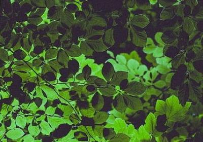 人生如意的句子(50句)