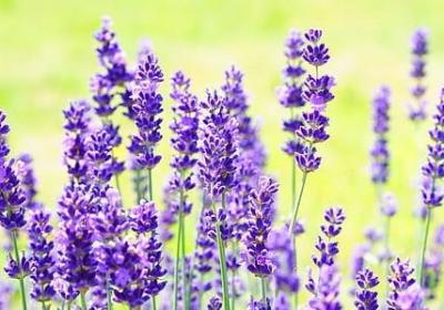 什么什么花开的句子(优选20句)