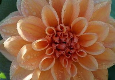 人工孵化造句子(汇总10句)