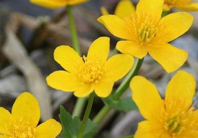 人生的爱情的句子(优选50句)