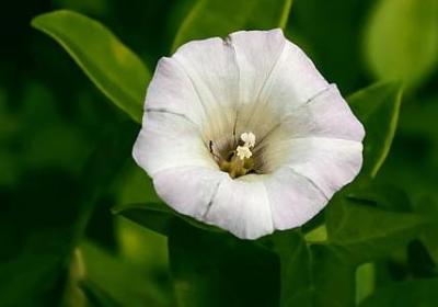 人的优点赞美句子(热门70句)