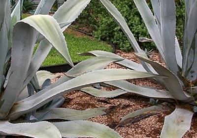 什么什么在什么的句子(50句)