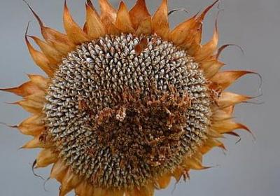 什么句子结构开头最好(必备119句)