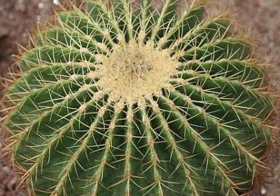 什么似什么 仿写句子(必备60句)