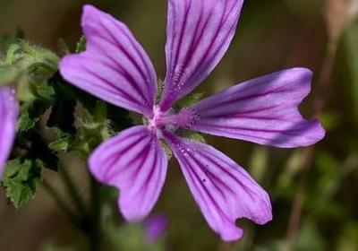 人生阳光的句子(汇总60句) 人生阳光的句子(汇总60句)