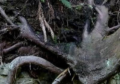 什么句子能(必备30句)