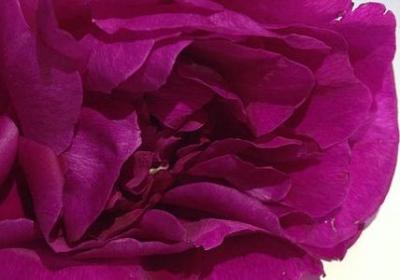 人性优雅的句子(实用20句)