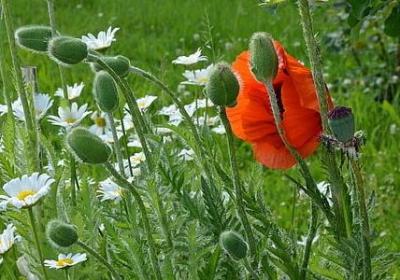 人日唯美句子(优选40句)