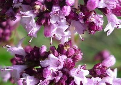 人生就会精彩句子(共70句)