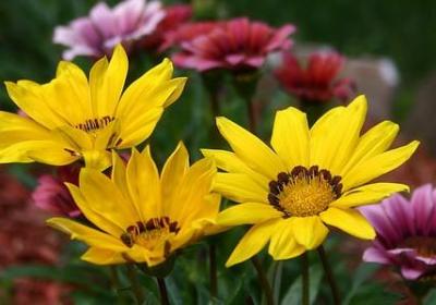 人间鲁迅句子赏析(热门40句)