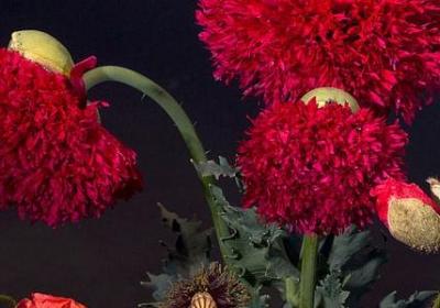 人在江湖的句子(共50句)