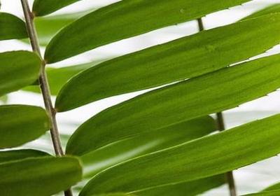 人教版四年级上册句子练习(必备40句)