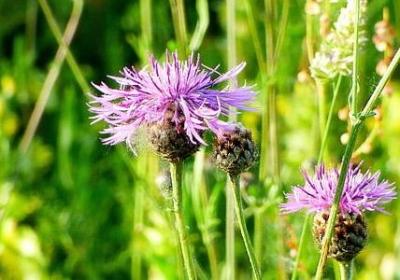 什么句子形容小巧(精选40句)